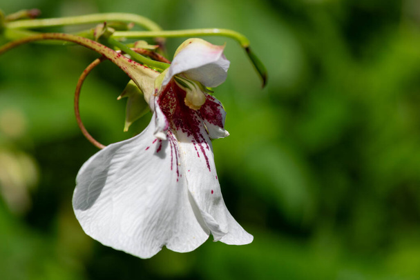 Close up of a dyers busy lizzie (impatiens tinctoria) flower in bloom - Photo, Image