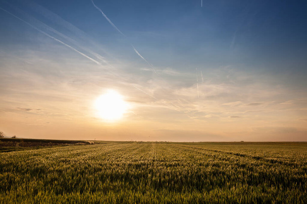 Weizenfeld, grüne Farbe, in einer sonnigen Nachmittagsdämmerung mit blauem Himmel, in einer typisch serbischen Agrarlandschaft, in der Frühlingszeit, in der Vojvodina, mit der Sonne im Hintergrund. - Foto, Bild