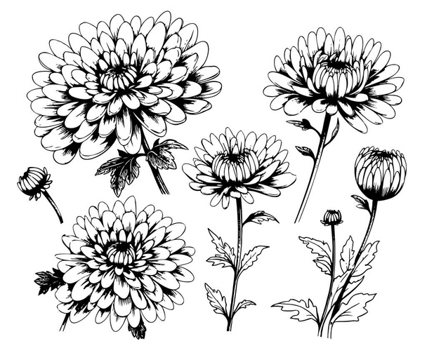 Set of hand drawn luxurious Chrysanthemum flowers. Vector illustration of plant elements for floral design. Black and white sketch isolated on a white background. Beautiful bouquet of Chrysanthemums - Wektor, obraz