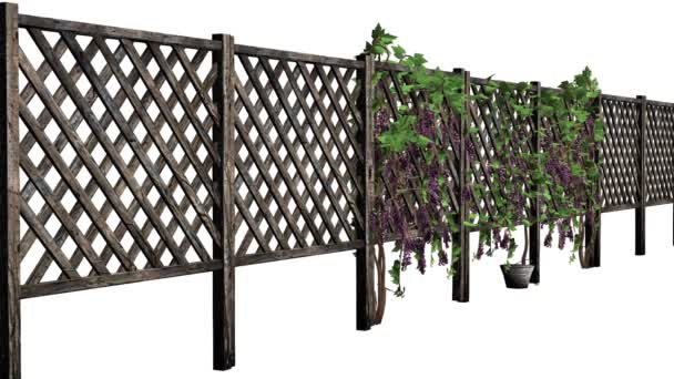 Fence with vine tendrils - Footage, Video