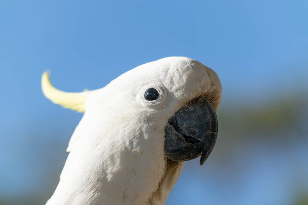 Bird portrait of large white sulphur crested cockatoo against blue sky. - Photo, Image