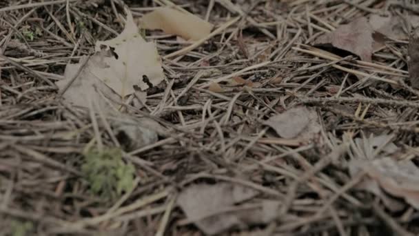 black ants crawling on the leafy ground - Filmagem, Vídeo