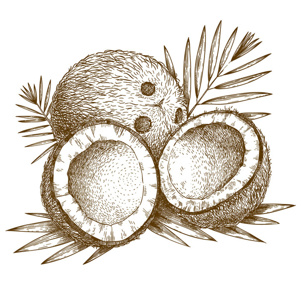 ilustración de grabado de coco y hoja de palma
 - Vector, imagen