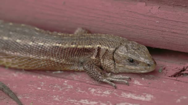 lizard sticking on the wood - Video