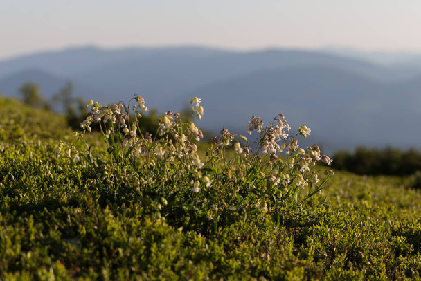 シレネ・ヴァルガリス(ブラッド・キャンピオン)と,カルパチア人のアルプスの牧草地における植物の関連性. ユニークな山岳エコシステム。 カルパティアの背景に対してシレンのヴァルガリスが咲く. - 写真・画像