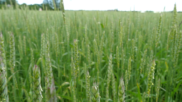 barley plants in the field - Footage, Video