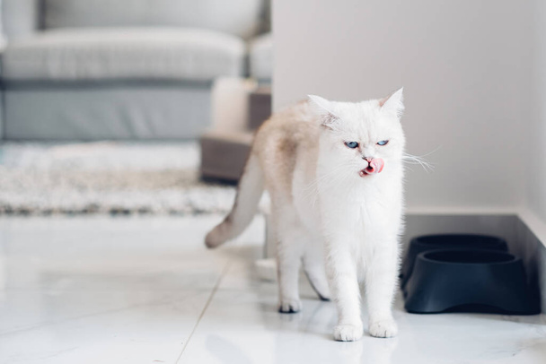 Czysty biały kot liże usta po jedzeniu z miski w domu jasne wnętrze. - Zdjęcie, obraz