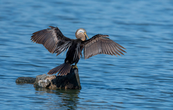 Yılanboyun. Anmeninga, Amerika Birleşik Devletleri 'nin sıcak bölgelerinde yaşayan bir su kuşu türüdür.. - Fotoğraf, Görsel