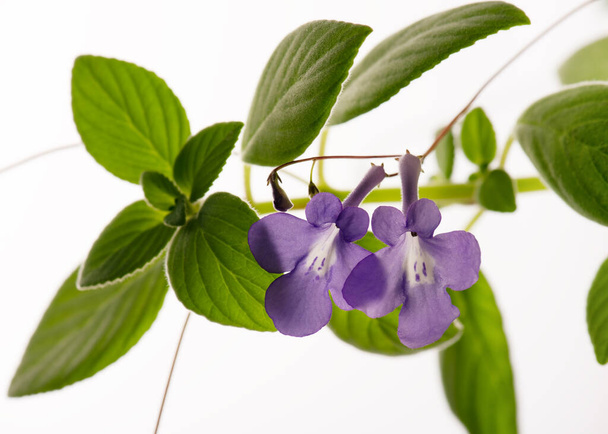 Ложное африканское фиолетовое растение с ярко-голубыми цветами на белом фоне (Streptocarpus saxorum). Селективный фокус. - Фото, изображение