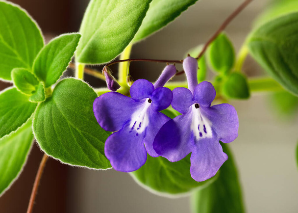 Hermosas flores púrpuras y blancas 'Fuente Azul' falsa planta colgante africana con fondo bokeh borroso agradable y suave. Concepto florístico o casero de la jardinería.  - Foto, Imagen