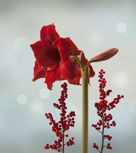 Flor de color rojo oscuro Hippeastrum (amarilis) Grupo Galaxy 'Noche árabe' y una rama de Ilex aquifolium con bayas rojas sobre fondo gris - Foto, Imagen