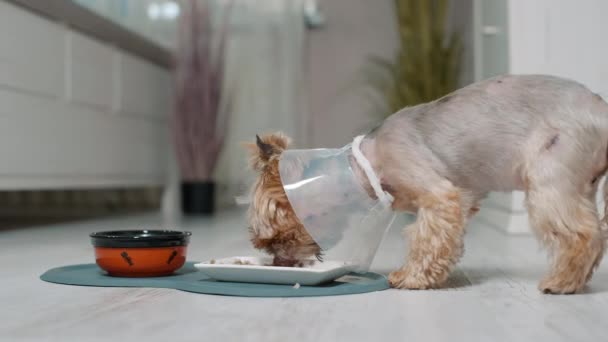 Un animale domestico in un collare a forma di cono mangia cibo. Il colletto previene il prurito della ferita dopo l'intervento chirurgico in un cane di piccola taglia. Il cane ha molti punti - Filmati, video
