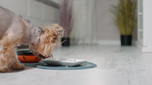 kis aranyos terrier eszik kutyaeledel tálból, koncepció az online bolt szállítás kedvtelésből tartott állatok. Műtét utáni kisállat hegekkel - Felvétel, videó