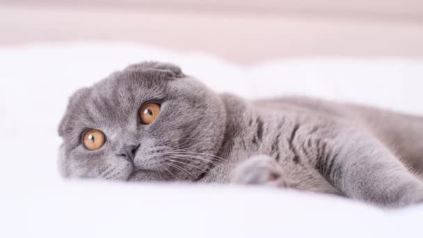 Close-up de um gato doméstico escocês cinza deitado em uma cama olhando para a câmera. A vida de um animal selvagem. Interior do quarto em casa. - Filmagem, Vídeo