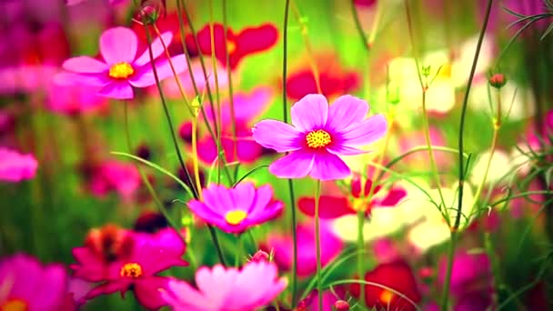 mező rózsaszín virágok - Felvétel, videó