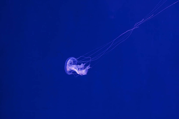 vedenalainen ammunta kaunis Amakusa Jellyfish pieni (Sanderia Malayensis) lähikuva - Valokuva, kuva