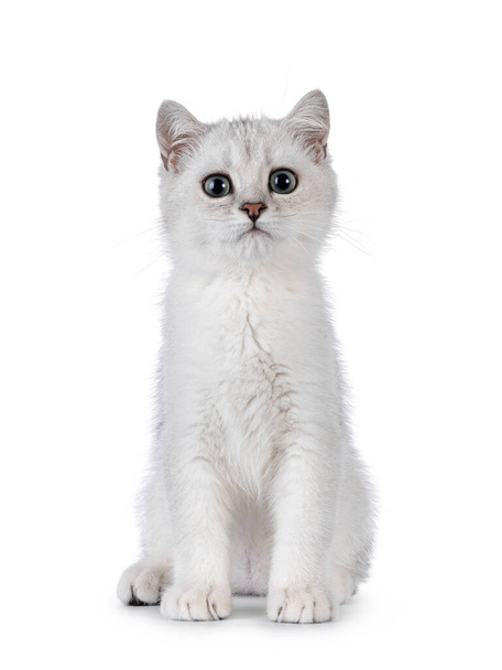 Sevimli gümüş gölgeli İngiliz Shorthair kedi yavrusu, dik oturuyor. Kameraya doğru bakıyorum. Beyaz bir arkaplanda izole edilmiş. - Fotoğraf, Görsel