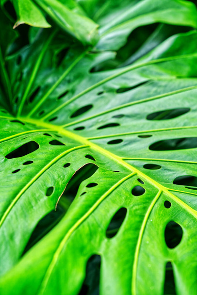 Close-up Philodendron groen blad met natuurlijk licht, verticaal beeld van Philodendron groen blad. - Foto, afbeelding