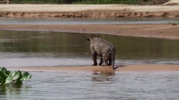 Jaguar, Panthera onca, un gran gato solitario nativo de las Américas, cazando a lo largo de las orillas del río Pantanl, la mayor zona pantanosa del mundo, cerca de la Transpantaneira en Porto Jofre en Brasil. - Imágenes, Vídeo