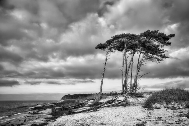 Západní pláž u Baltského moře v černobílém. Od větru, nakloněné borovice na pláži přecházející v dunách. Pohled na moře. Krajina fotografie pobřeží - Fotografie, Obrázek