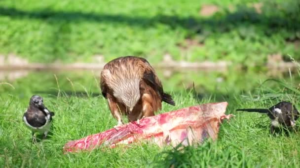 Een wilde adelaar eet vlees terwijl hij op groen gras zit. - Video