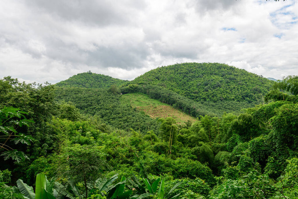 αποψίλωση των δασών για την καλλιέργεια καουτσούκ στη βόρεια Ταϊλάνδη, εκτός από τη φύση της περιβαλλοντικής έννοιας - Φωτογραφία, εικόνα