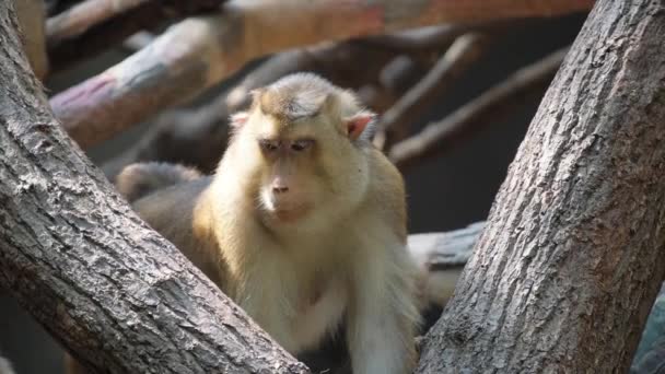 Kaunis apina puussa Afrikkalainen Savannah. - Materiaali, video