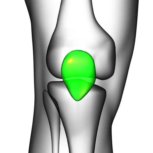 3d renderizar ilustração médica do osso patela
 - Foto, Imagem