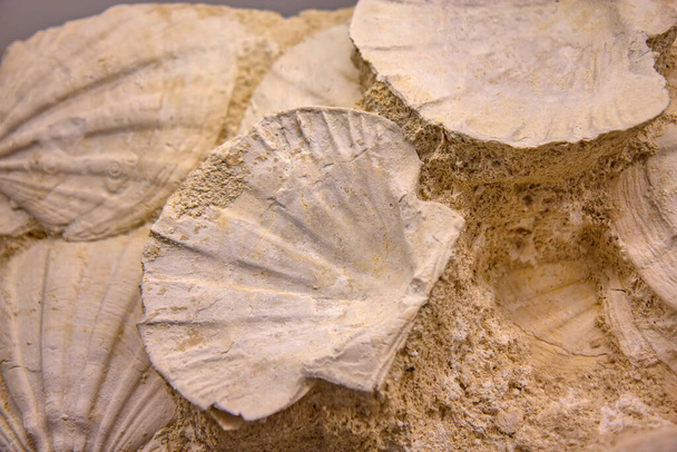 Gruppo di conchiglie fossilizzate nella roccia - Foto, immagini
