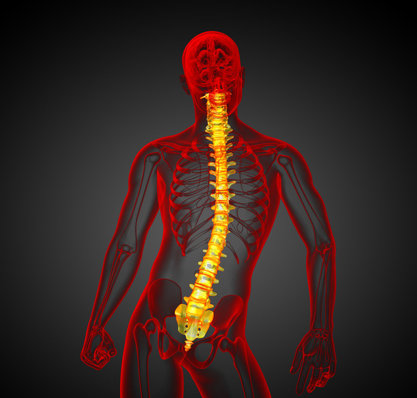 İnsan omurgasının 3 boyutlu tıbbi çizimi - Fotoğraf, Görsel
