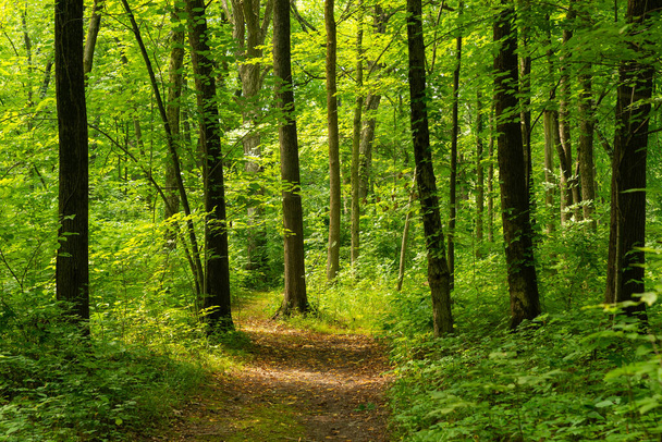 Hiking trail through the Baker Woods Forest Preserve in Minooka, Illinois, USA. - Photo, Image