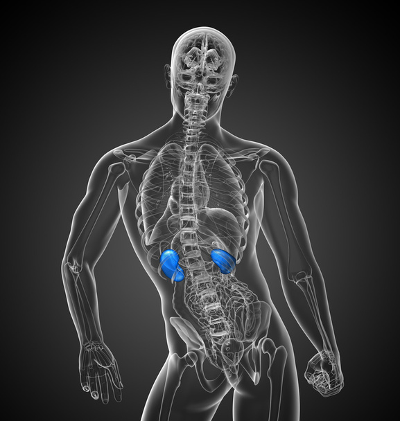 3D render medische illustratie van de nieren  - Foto, afbeelding
