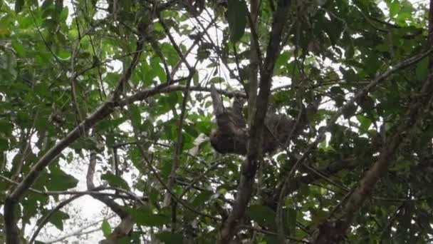 Ekvador 'un Amazon bölgesindeki Cuyabeno doğal yaşam rezervinin yağmur ormanlarındaki tropikal bir ağacın tepesinde asılı duran tembel hayvan.. - Video, Çekim