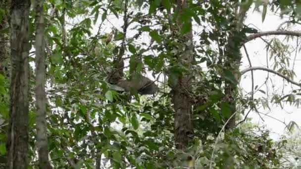 Ekvador 'un Amazon bölgesindeki Cuyabeno doğal yaşam rezervinin yağmur ormanlarındaki tropikal bir ağacın tepesinde asılı duran tembel hayvan.. - Video, Çekim