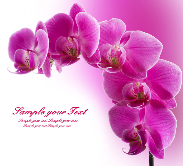 Purple streaked orchid flowers - Foto, afbeelding