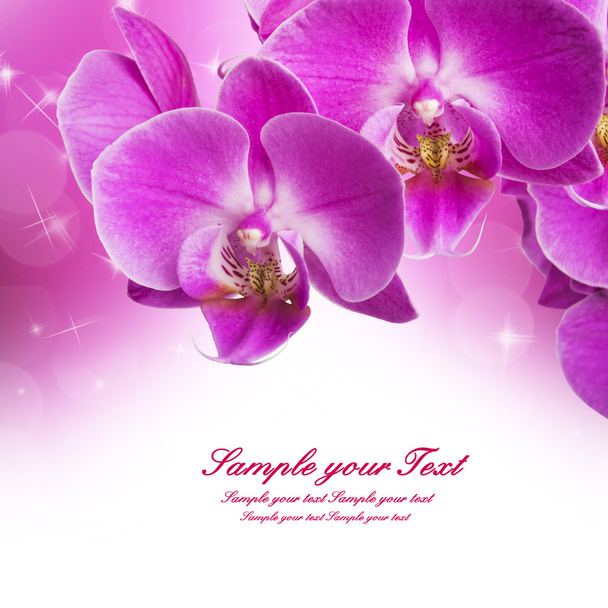 Purple streaked orchid flowers - Photo, image