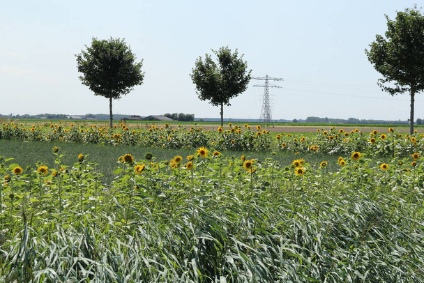 ένα αγροτικό χωράφι με κίτρινα ηλιοτρόπια στις λωρίδες προστασίας και έναν πύργο υψηλής τάσης στο παρασκήνιο στην ολλανδική ύπαιθρο στο Zeeland το καλοκαίρι - Φωτογραφία, εικόνα