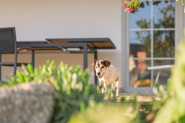 Stary mały Jack Russell Terrier pies jest w domu na tarasie. Psiak ma 13 lat - Zdjęcie, obraz