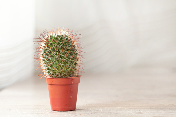 Little Cactus plant - Photo, Image