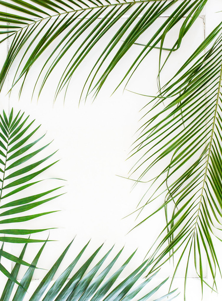 Areca palm leaves frame - Valokuva, kuva