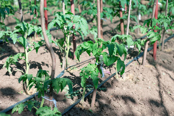 Νεαρά φυτά τομάτας φυτρώνουν στον κήπο. Ντομάτα στολισμένη με ζωντανά πράσινα φύλλα, που φυτρώνουν από το εμπλουτισμένο έδαφος - Φωτογραφία, εικόνα