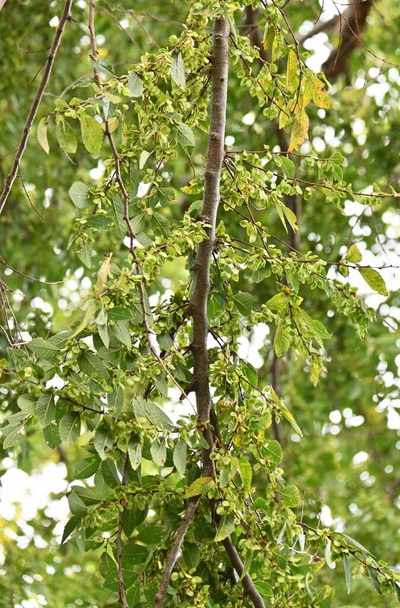 Koronkowe wiązu / wiązu chińskiego (Ulmus parvifolia) owoce (Samara). Ulmaceae drzewo liściaste. Kwiaty kwitną we wrześniu, a samara dojrzewa w listopadzie. - Zdjęcie, obraz