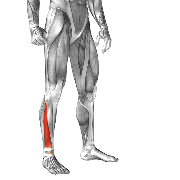 Human lower leg anatomy - Photo, Image