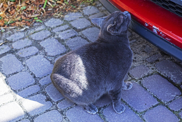 μπλε αμερικανική βιρμανική γάτα μυρίζει τον προφυλακτήρα κοντά σε ένα κόκκινο αυτοκίνητο σε μια ηλιόλουστη μέρα - Φωτογραφία, εικόνα
