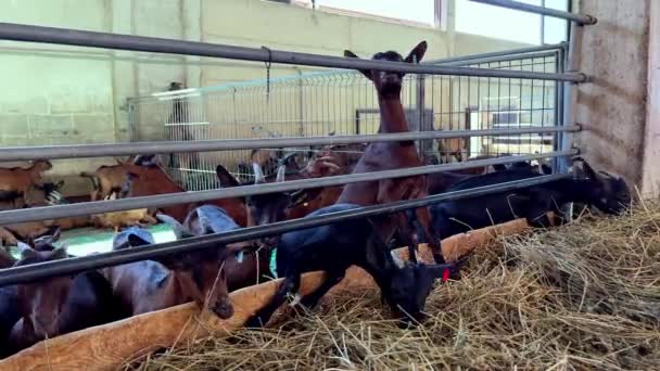 Goatling olizuje plot, zatímco stojí vedle stáda koz, které jí seno. Vysoce kvalitní 4K záběry - Záběry, video