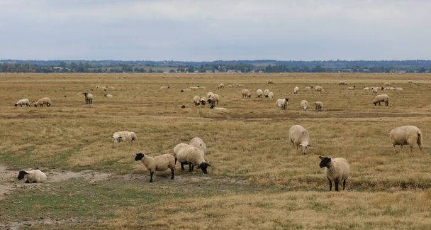 síkság Európában számos juhállomány legeltetésével - Fotó, kép