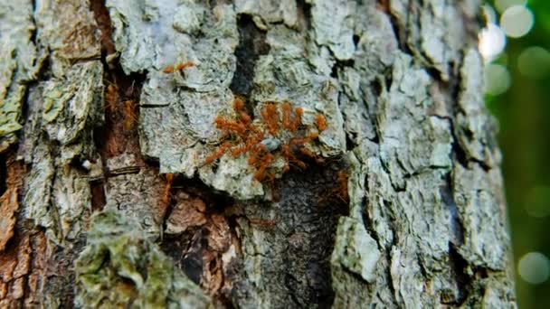 Enjambres de hormigas rojas están comiendo insectos en la corteza del árbol. - Imágenes, Vídeo