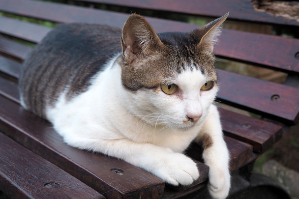 Tlustá kočka - Fotografie, Obrázek