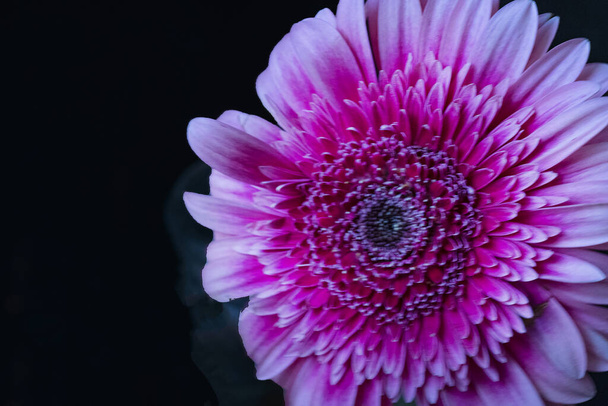 zblízka pohled na krásné kvetoucí gerbera květiny - Fotografie, Obrázek