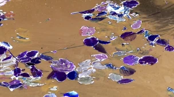 Wasseroberfläche mit Blättern - Filmmaterial, Video
